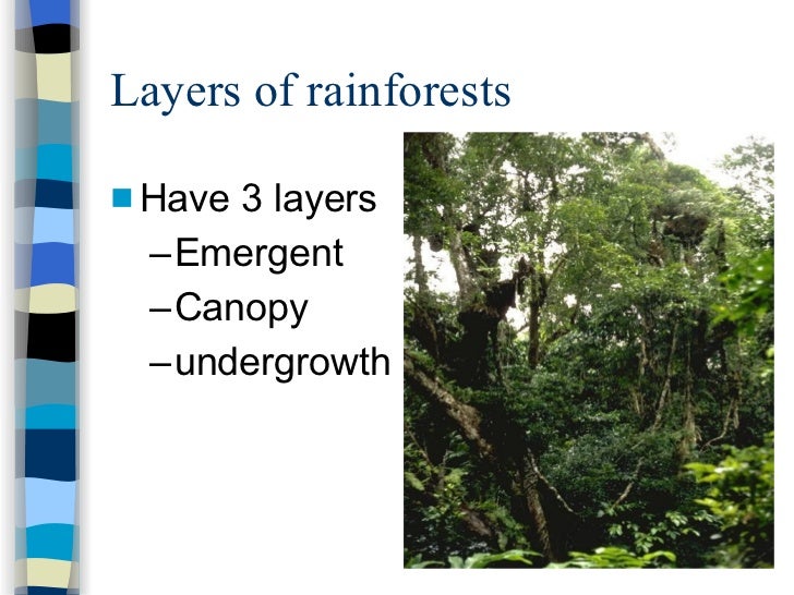 diagram of a rainforest in the undergrowth wiring diagram Strawberry Diagram sec 1 exp tropical rainforests strawberry diagram diagram of a rainforest in the undergrowth